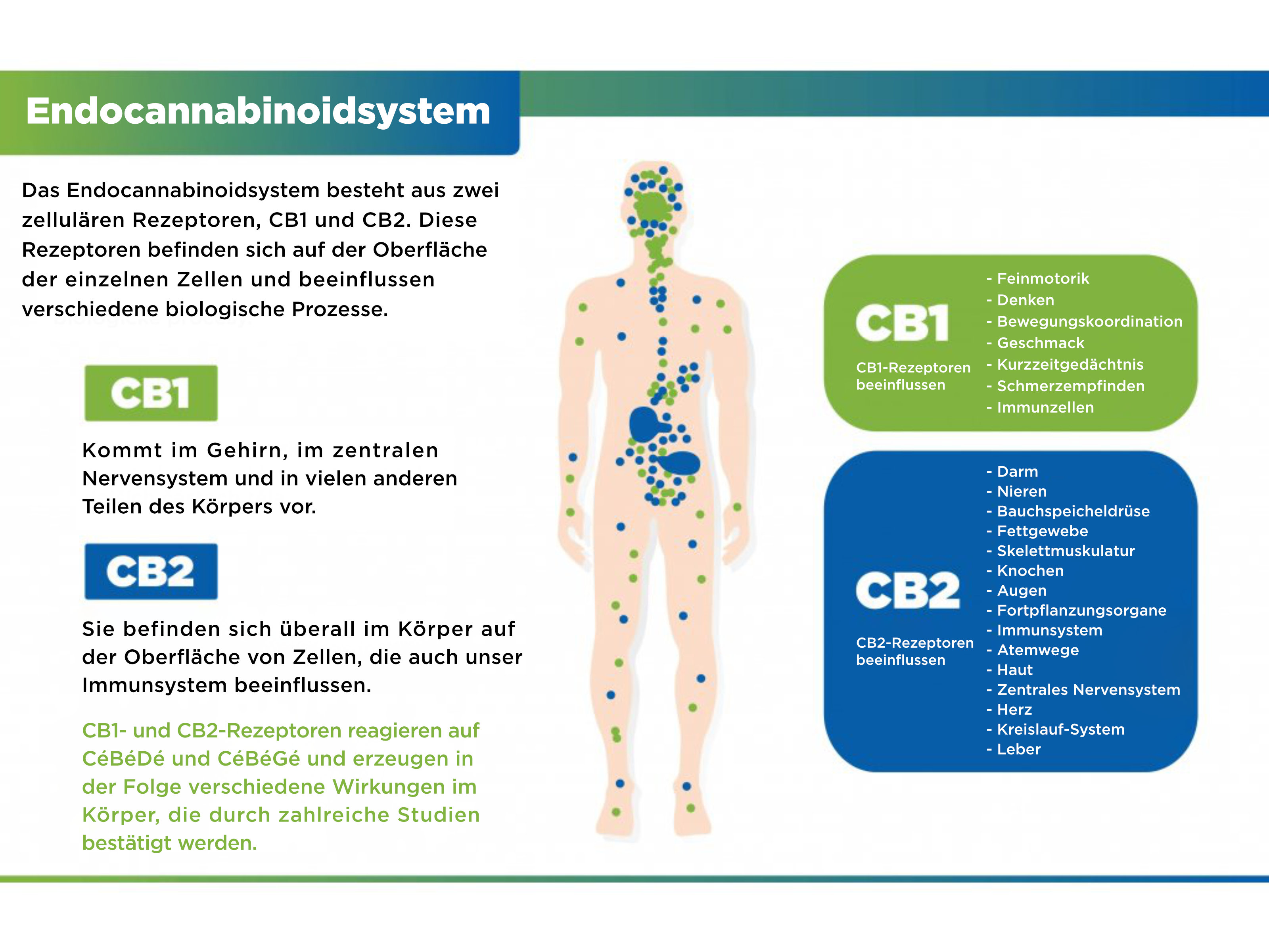 endokanabinoidni system_de